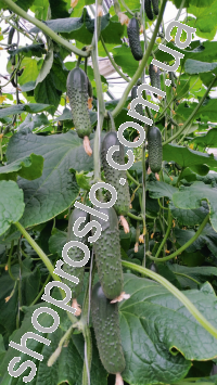 Семена огурца Спино F1, ультраранний партенокарпический гибрид,  "Syngenta" (Швейцария), 50 шт (Фас)