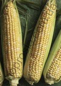 Семена кукурузы Камберленд F1, среднеспелый гибрид, "Clause" (Франция), 5 000 шт