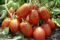 Насіння томату Морелія F "Enza Zaden" (Голландія), 500 шт