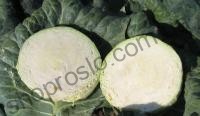 Семена капусты белокочанной Капорал F1, среднеспелый гибрид, "Clause" (Франция), 2 500 шт