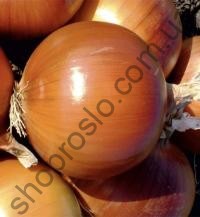 Насіння цибулі ріпчастої Берекет, сорт ,1 кг.  "Me-Tan Seed" (Туреччина), 1 кг