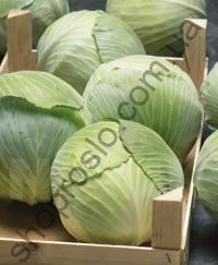 Семена капусты белокочанной Брауншвайгер, среднеспелый сорт,  "Коуэл" (Германия), 100 г