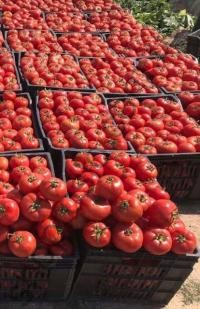 Насіння томату  Йолнар F1, середньоранній, червоний, "Clause" (Франція), 1 000 шт